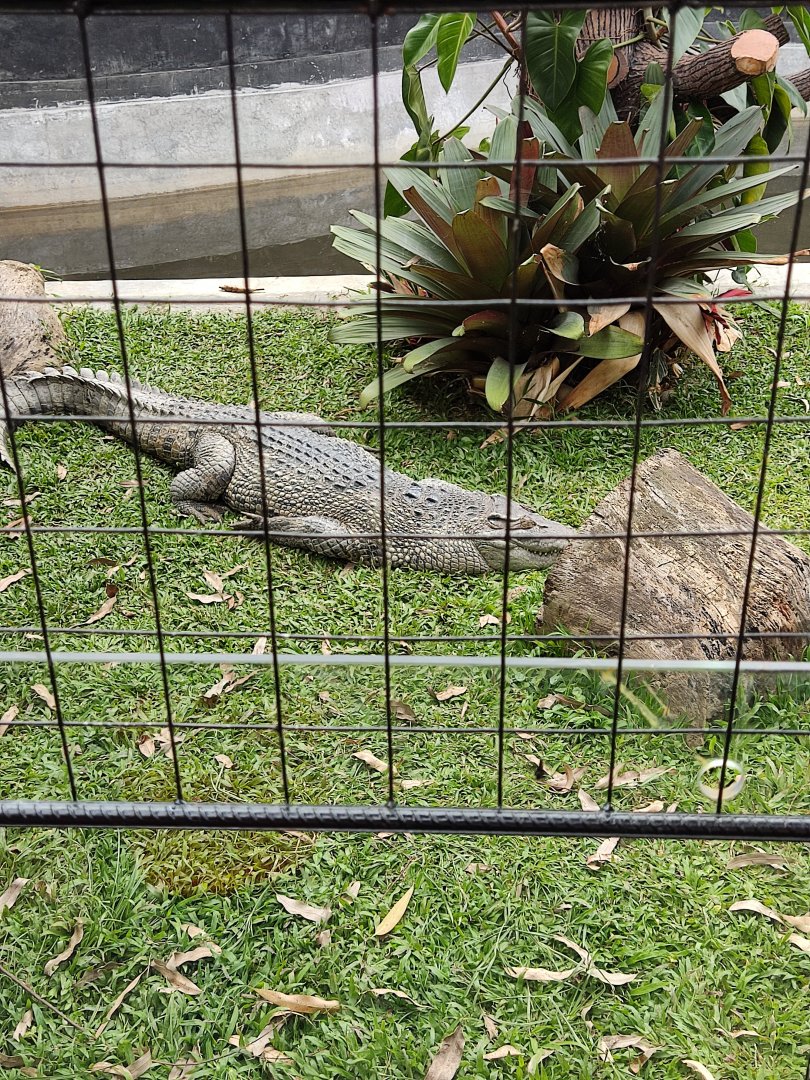 New Guinea Crocodile (Crocodylus novaeguineae)