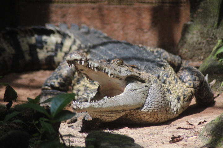 New Guinea crocodile (Crocodylus novaeguineae)