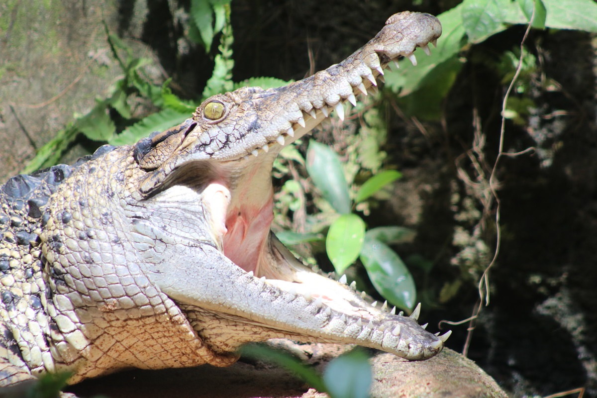 New Guinea Crocodile (Crocodylus novaeguineae)