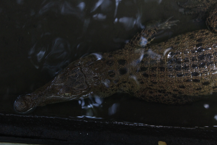 New Guinea crocodile (Crocodylus novaeguineae)