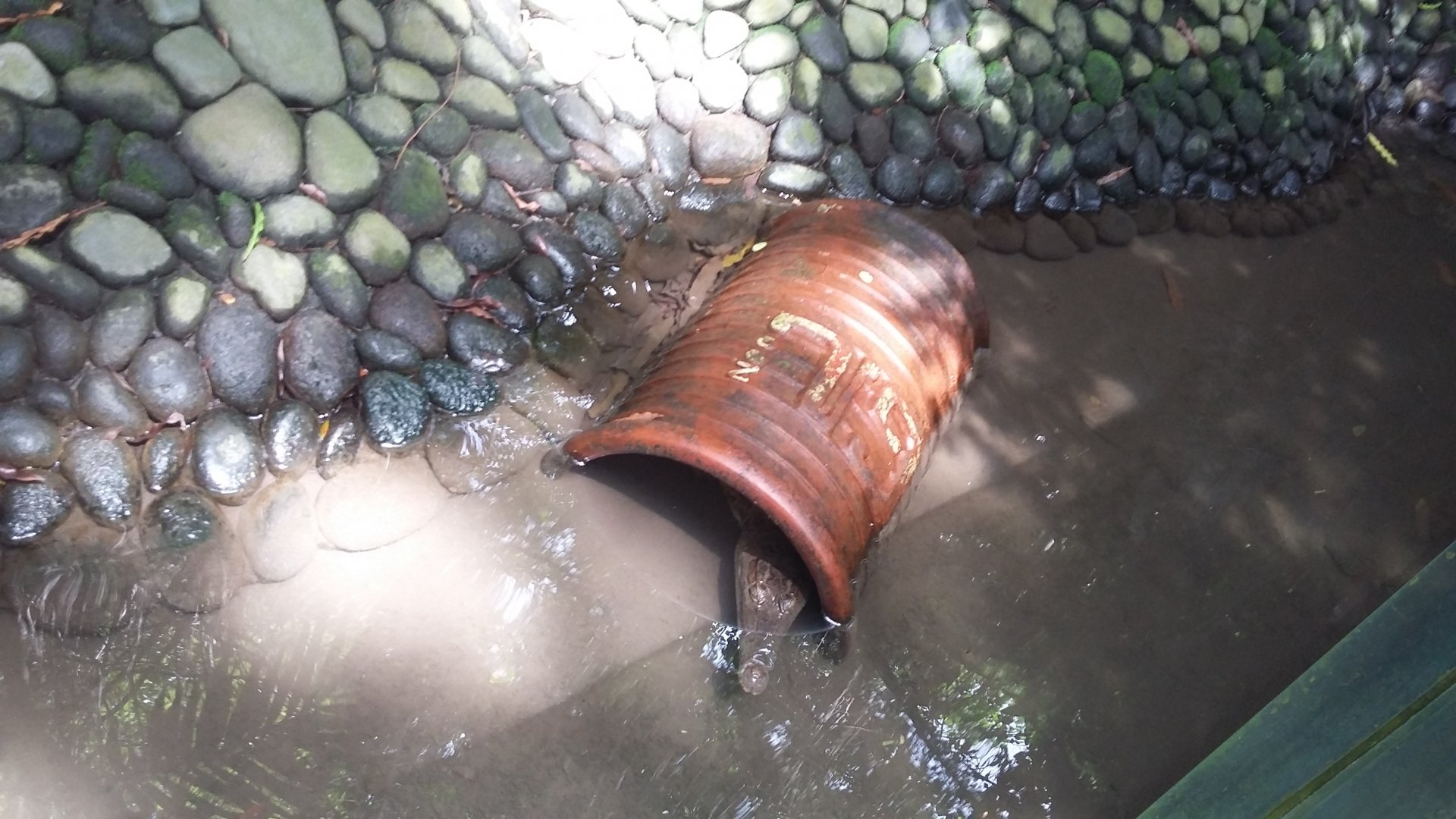 New Guinea crocodile (Crocodylus novaeguineae)