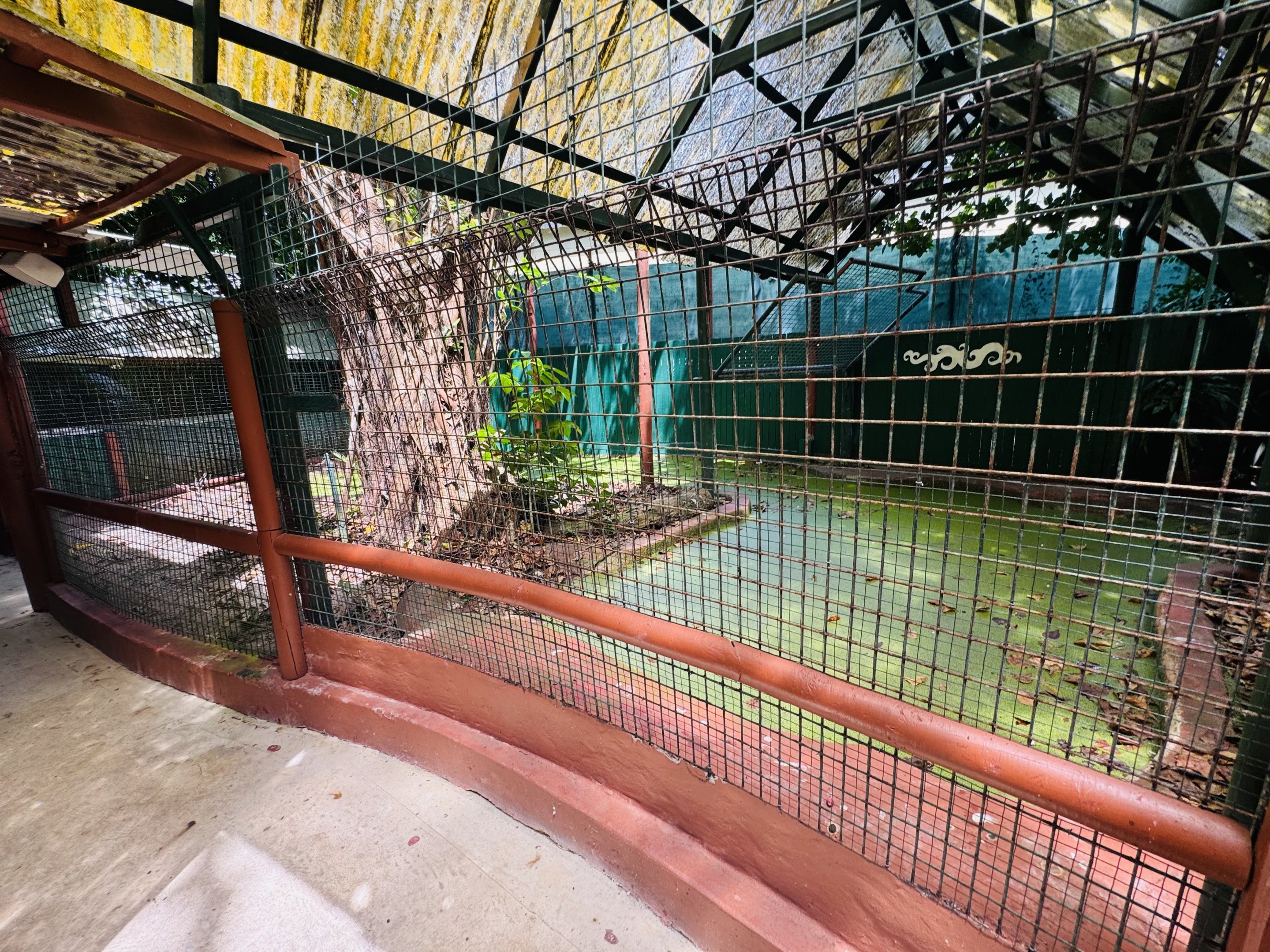 New Guinea Crocodile enclosure