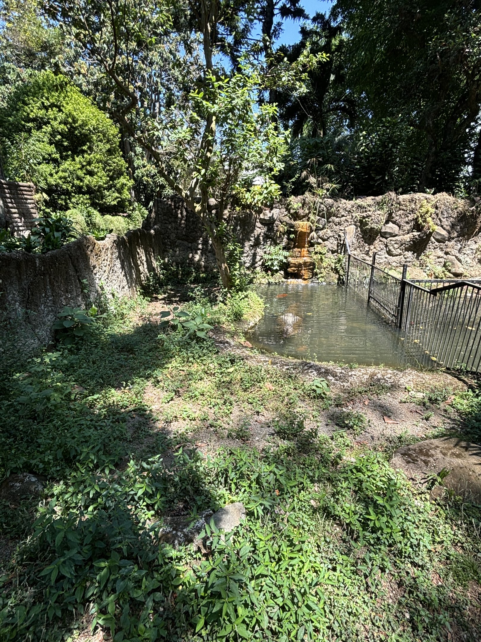 New Guinea Crocodile Exhibit #1