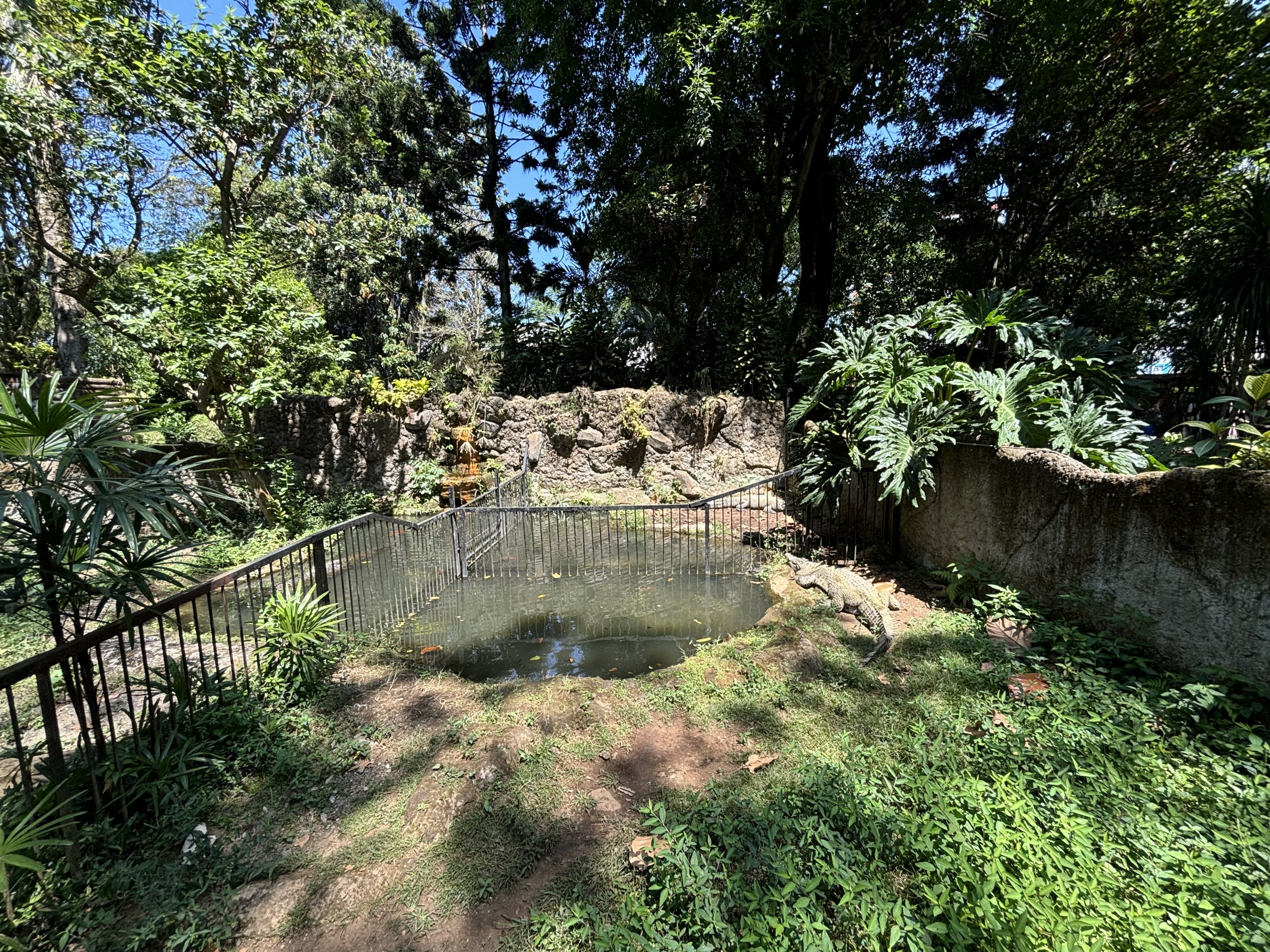 New Guinea Crocodile Exhibit #2