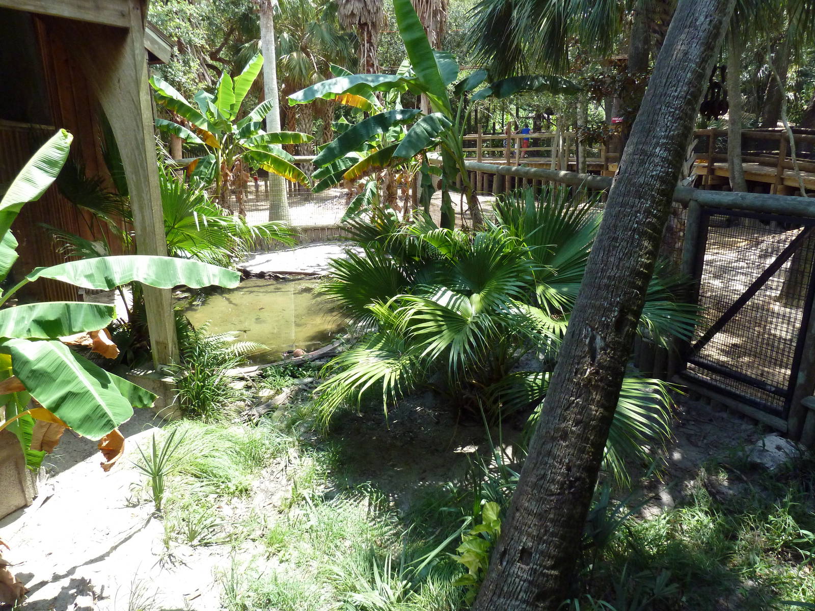 New Guinea Crocodile Exhibit