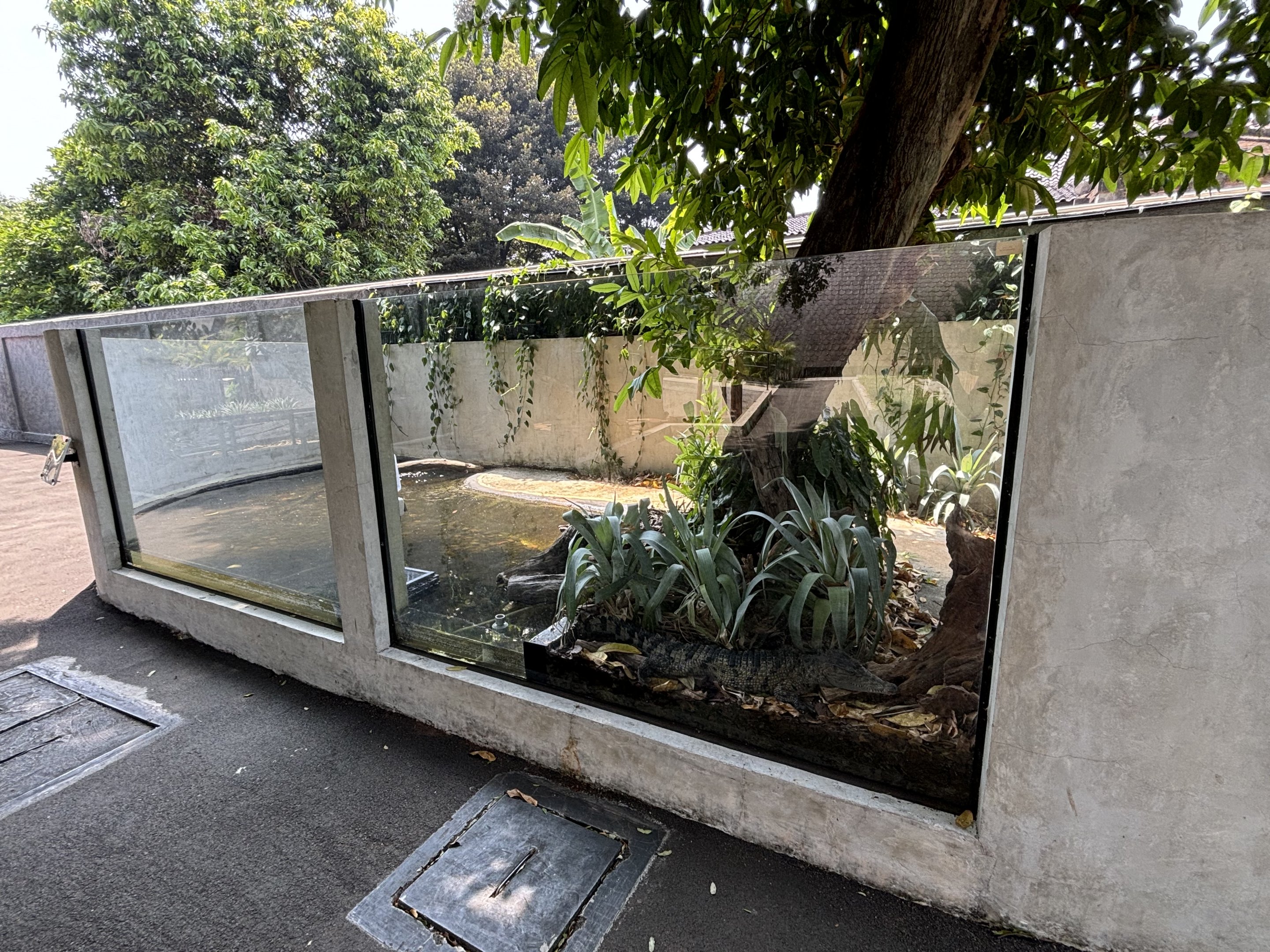 New Guinea Crocodile Exhibit