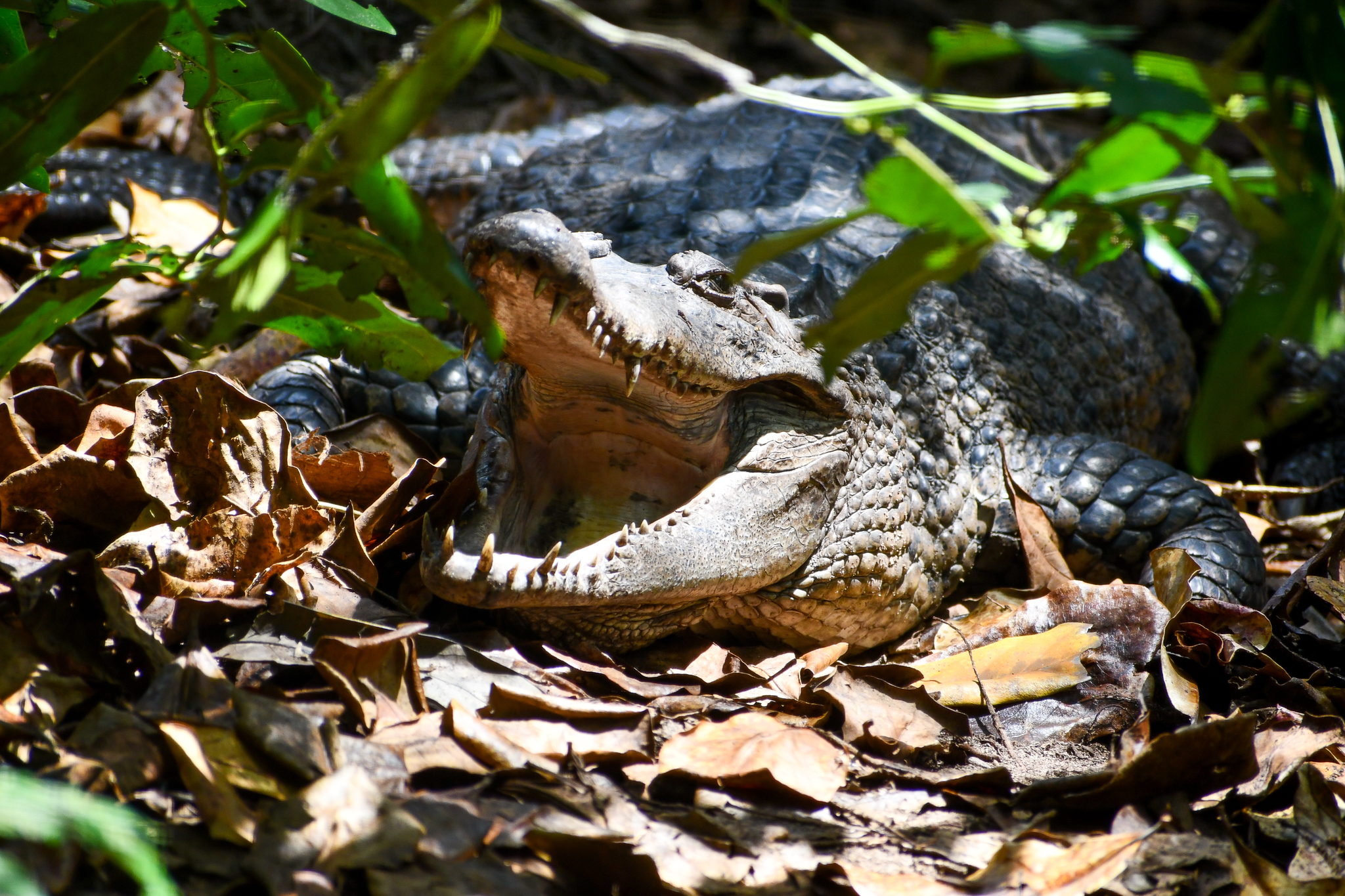 New Guinea Crocodile - female