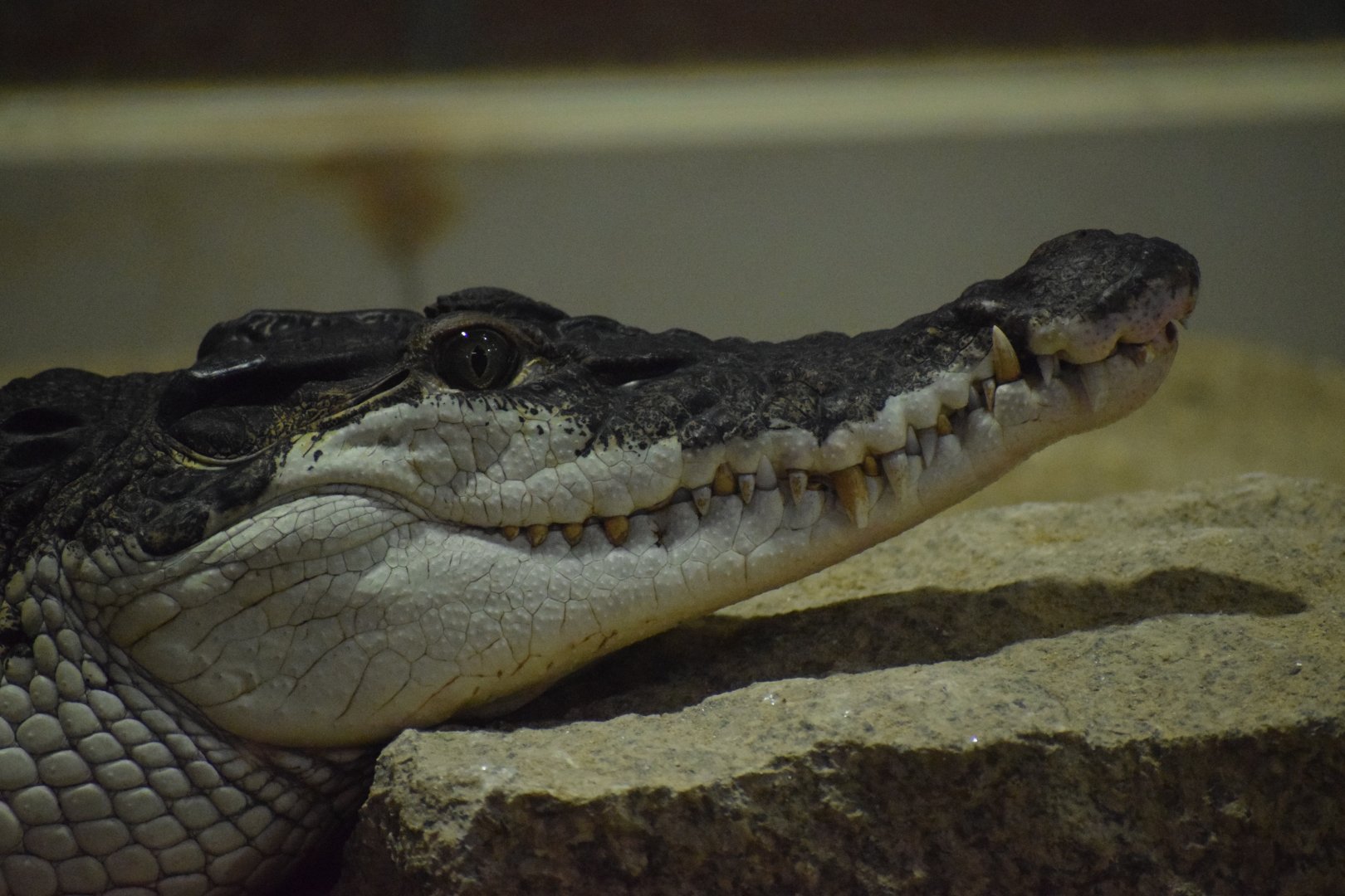 New Guinea crocodile - July 2021