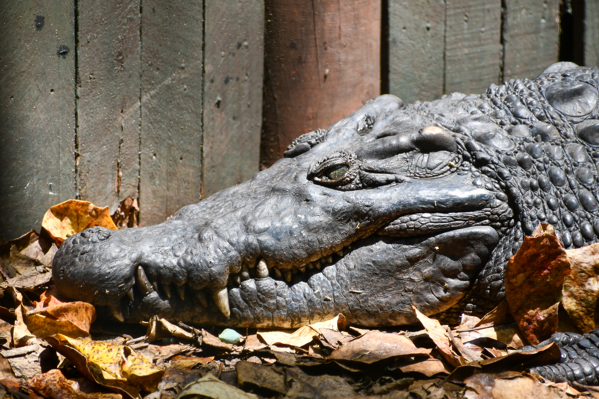 New Guinea Crocodile - male