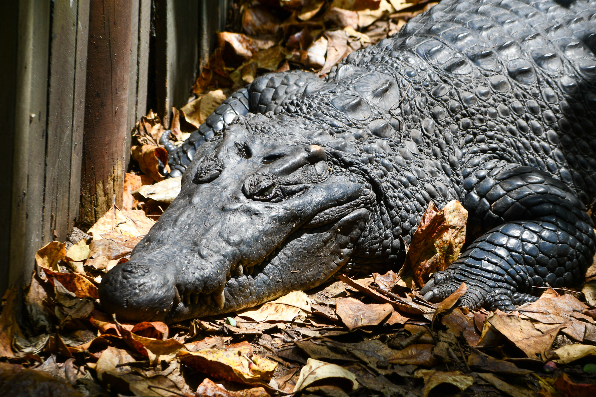 New Guinea Crocodile - male