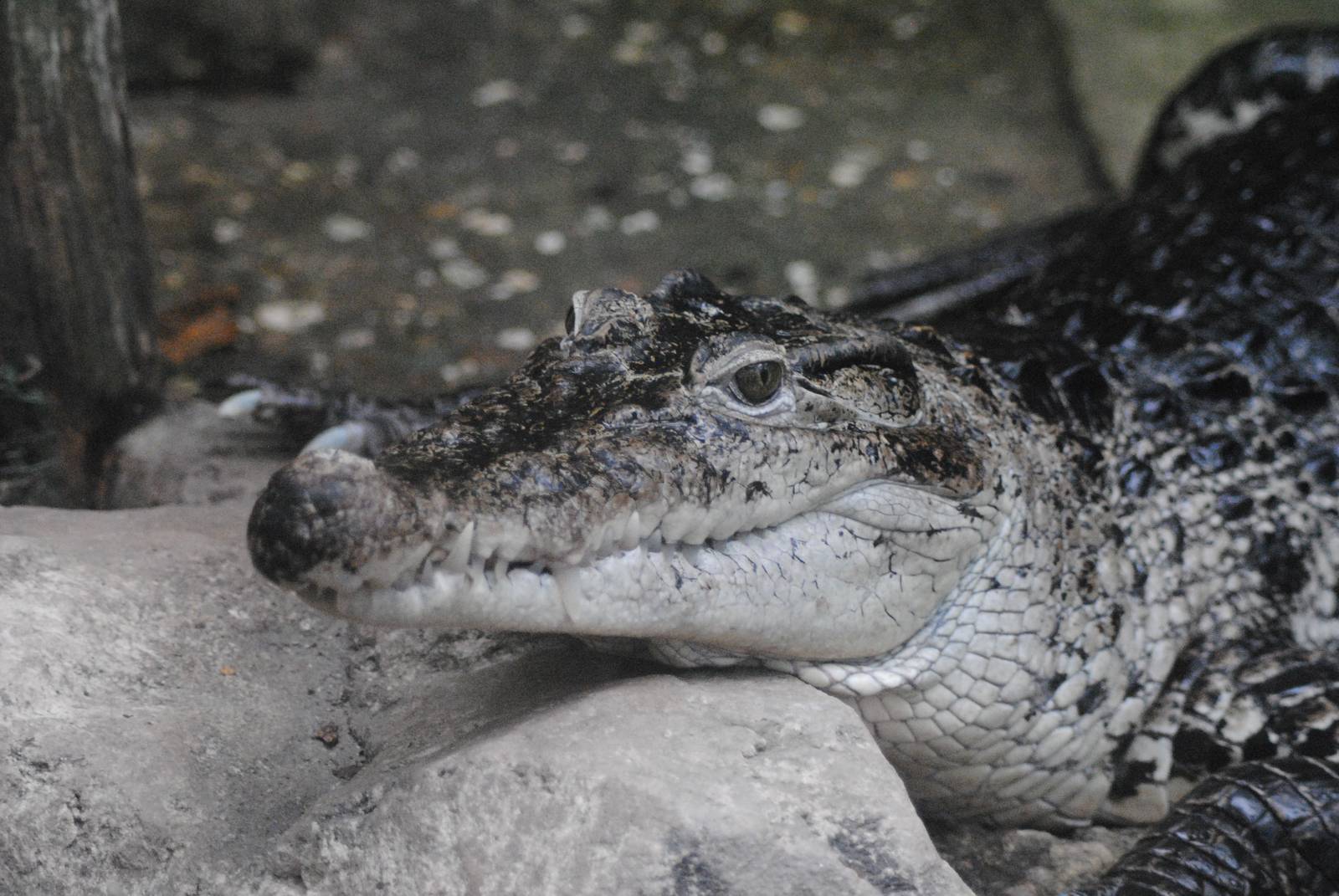 New guinea crocodile