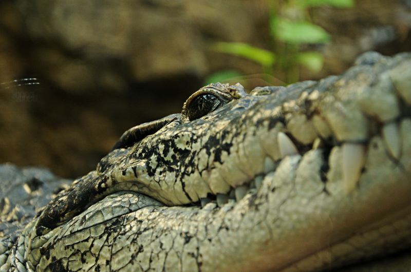 New Guinea crocodile