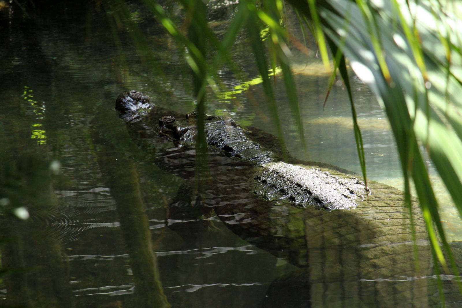 New Guinea Crocodile