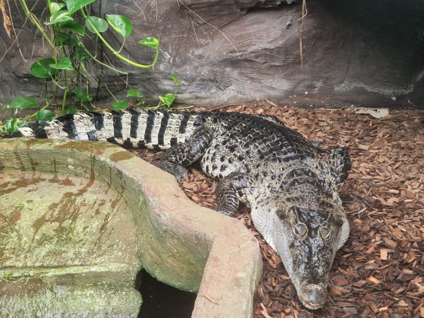New Guinea Crocodile