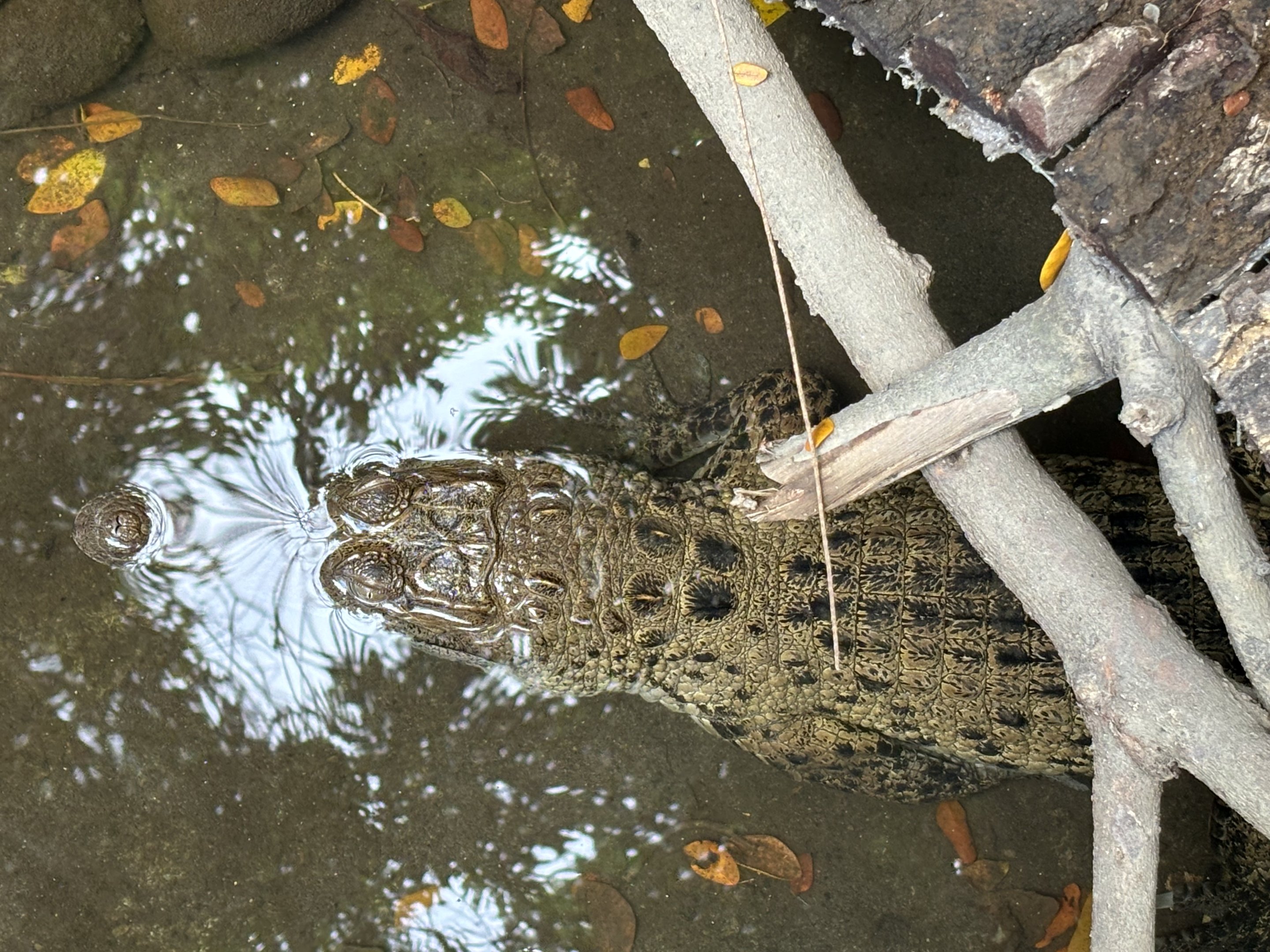 New Guinea Crocodile