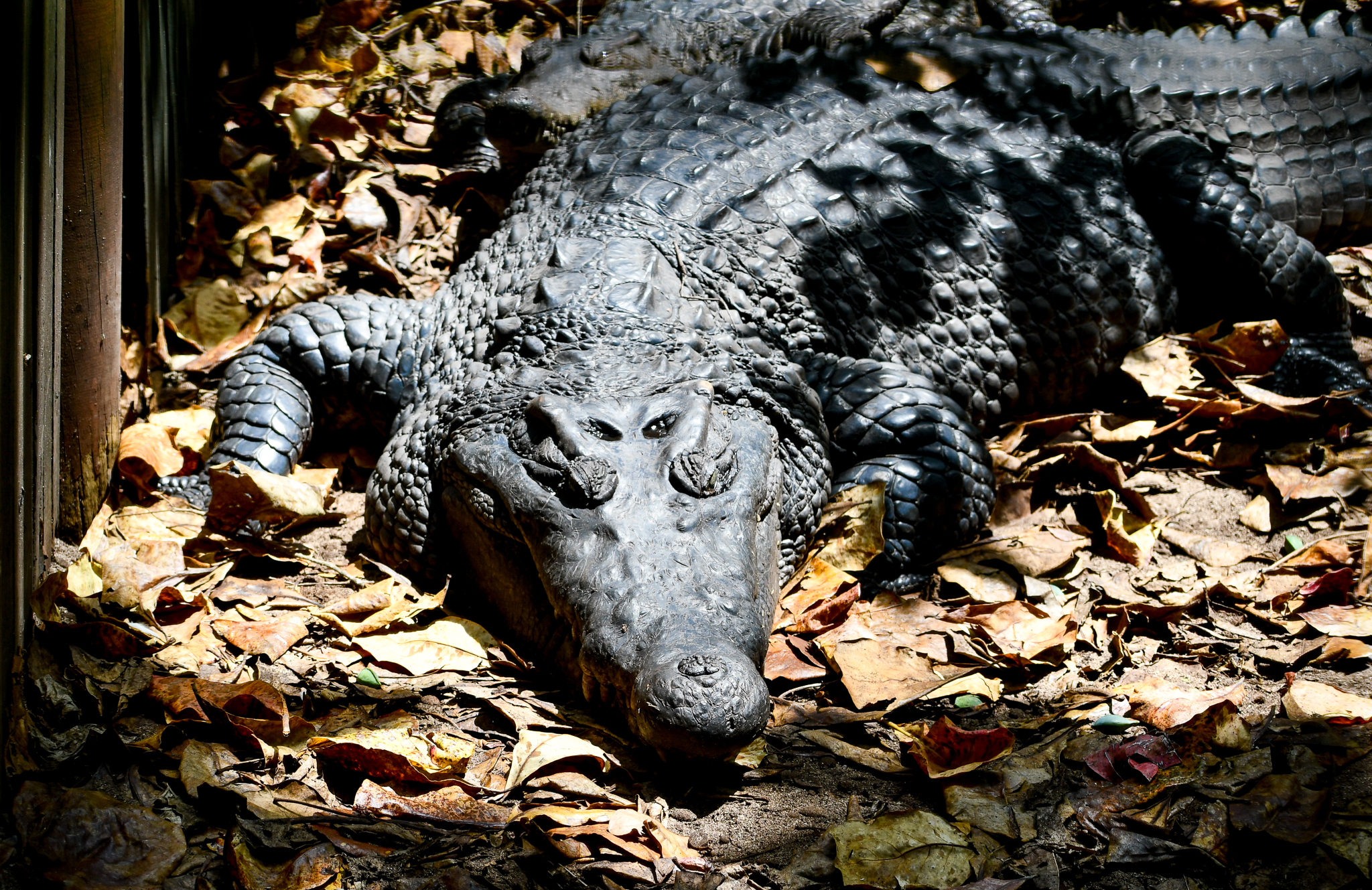 New Guinea Crocodile