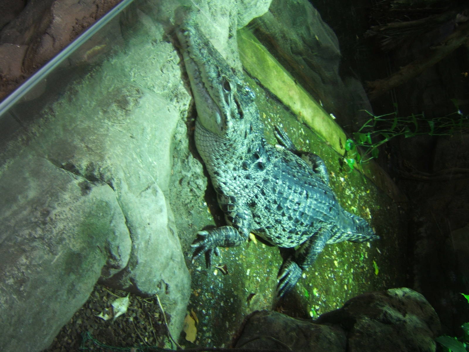 New Guinea Crocodile
