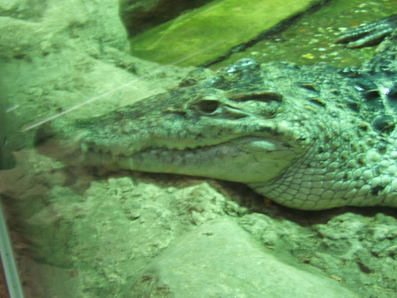 New Guinea Crocodile
