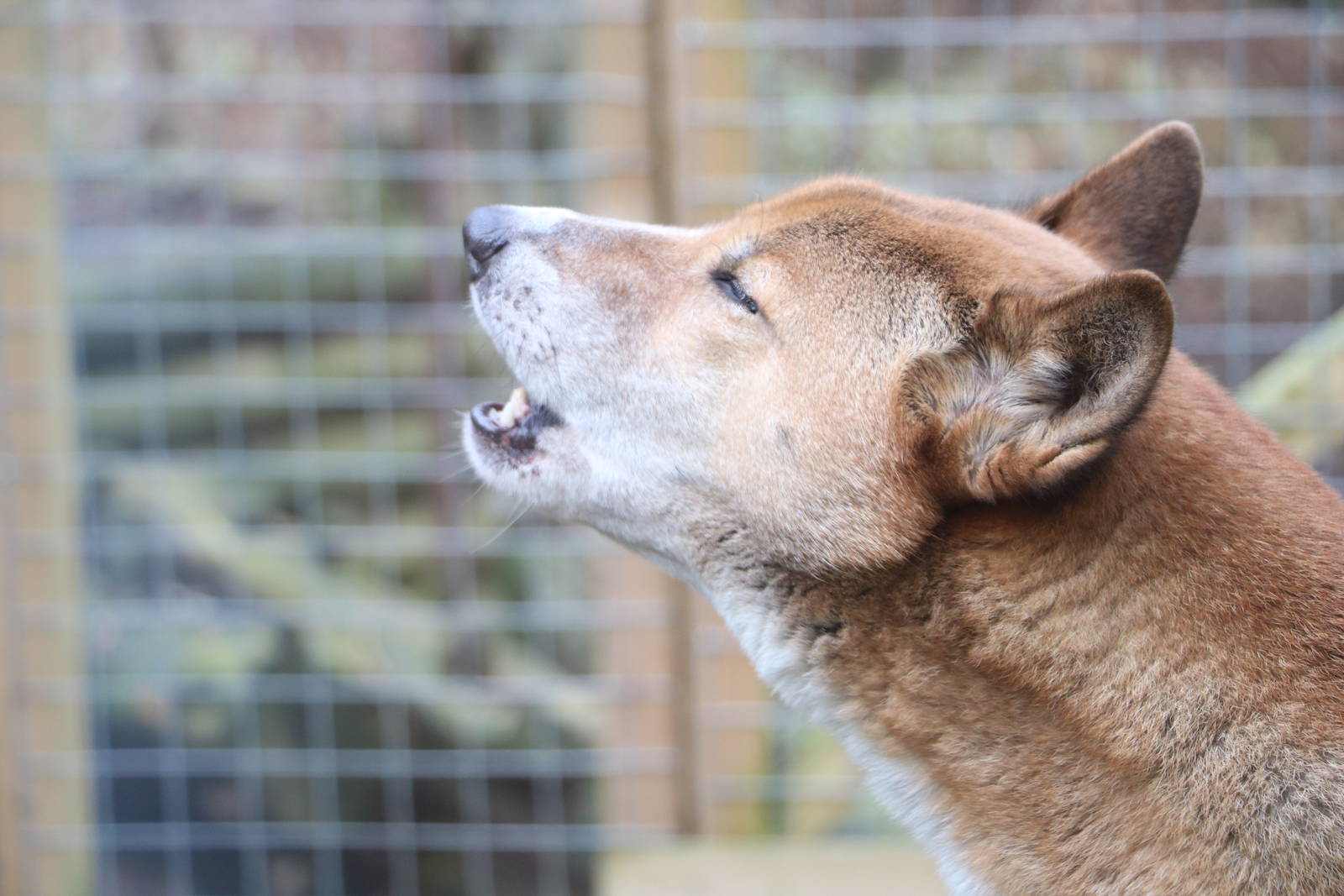 New Guinea Dog singing, November 2015