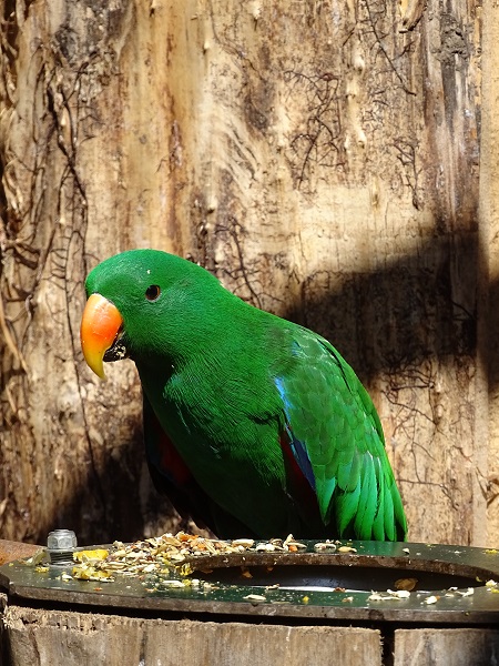 New-Guinea Eclectus parrot (new 2020/2021)
