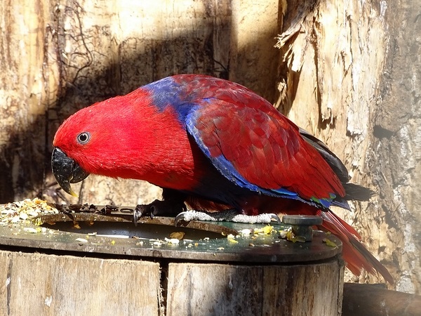 New-Guinea Eclectus parrot (new 2020/2021)