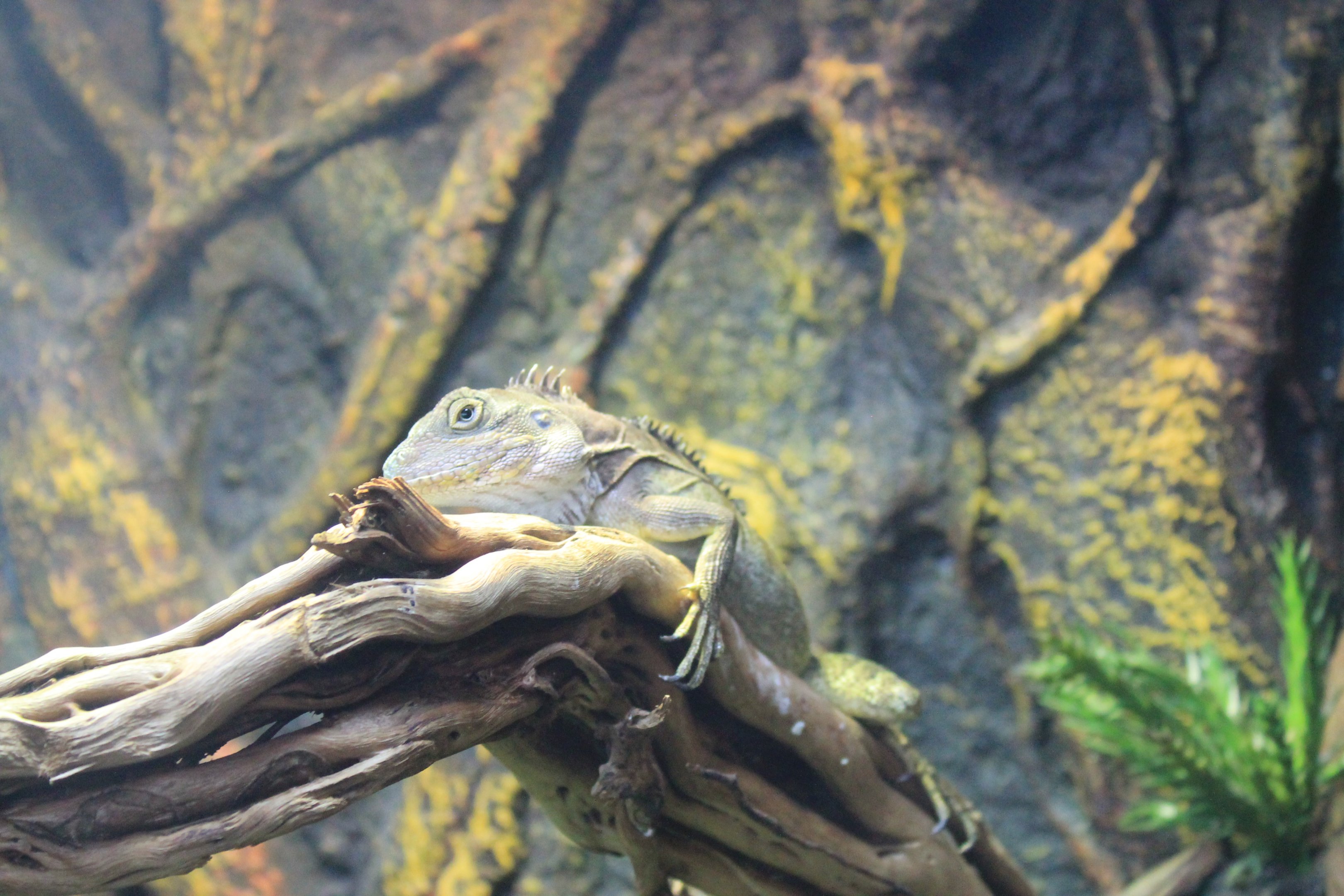 New Guinea Forest Dragon (Hypsilurus magnus)