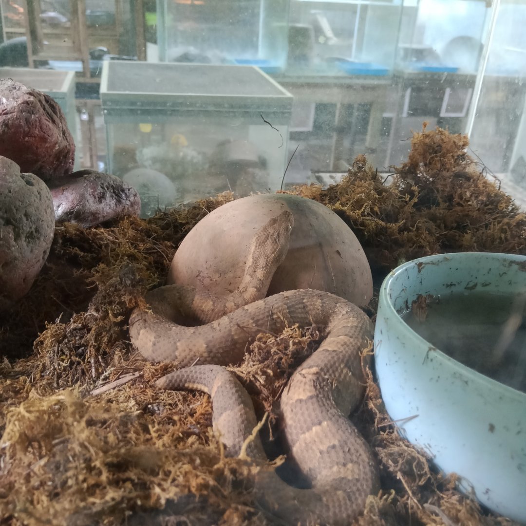New Guinea ground boa (Candoia aspera) - Sato Loka Resto & Conservation Park