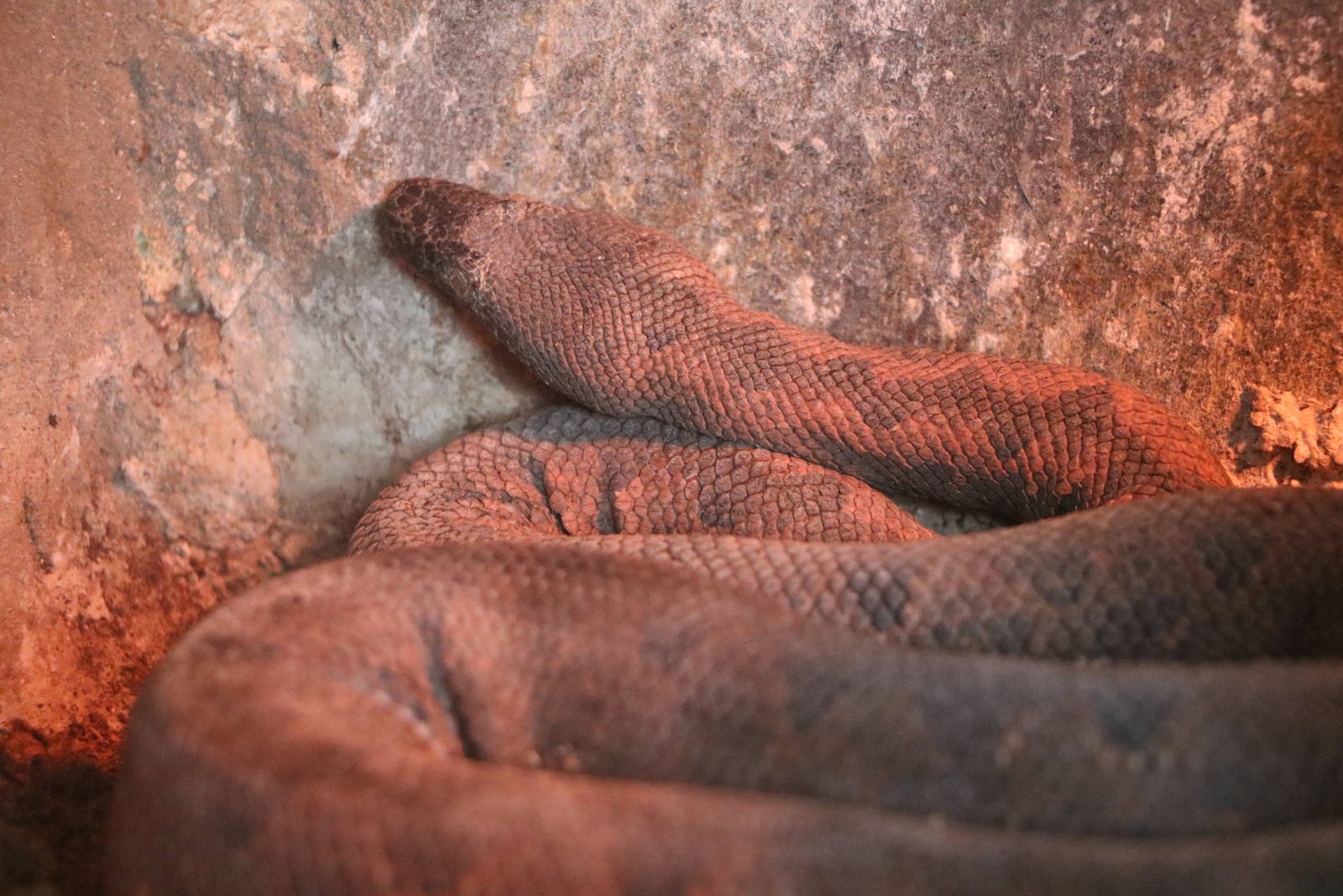 New Guinea ground boa ('viper boa'), February 2016