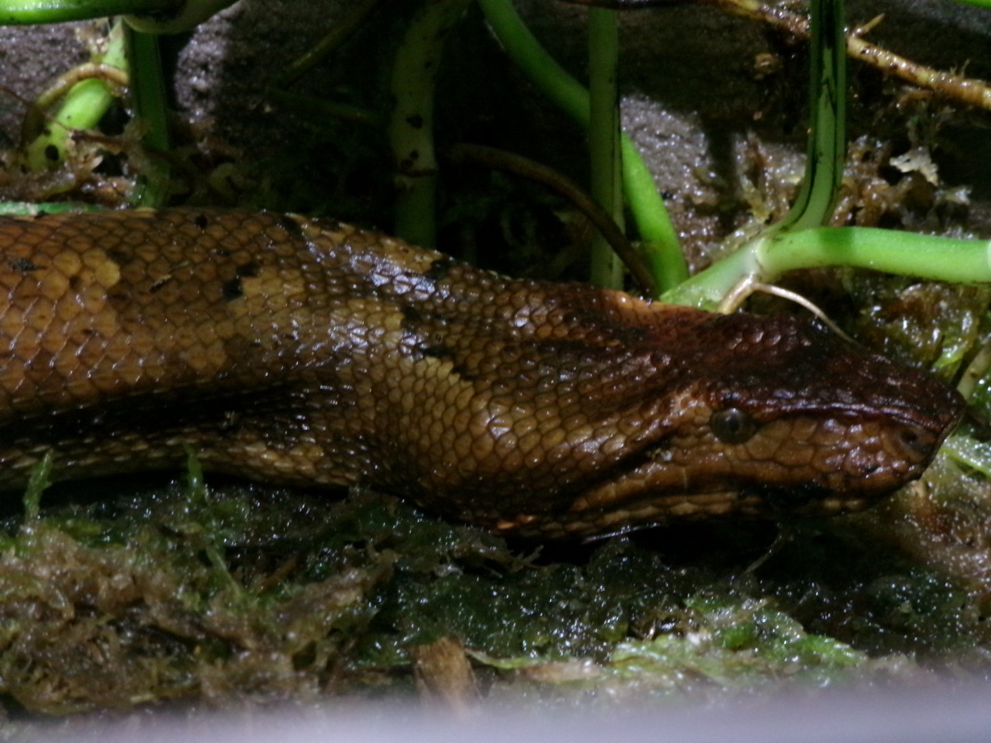 New Guinea ground boa