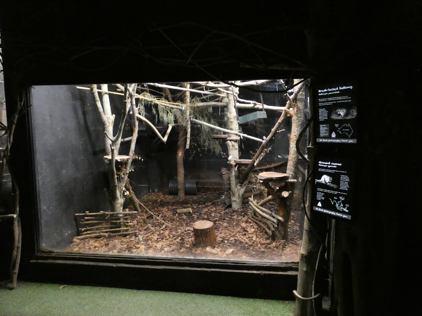 New Guinea Ground Cuscus and Western Woylie enclosure