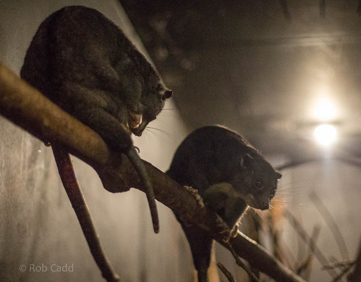 New Guinea ground cuscus : Bristol : 22 Sep 2015