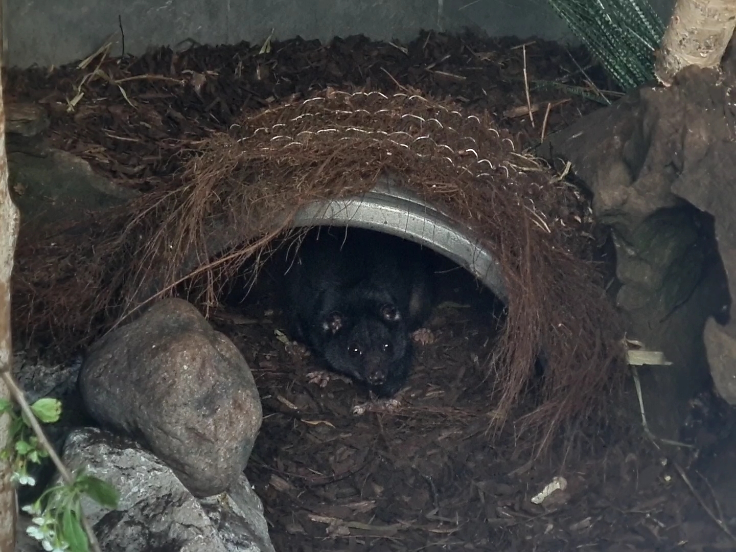 New Guinea ground cuscus - Hamerton
