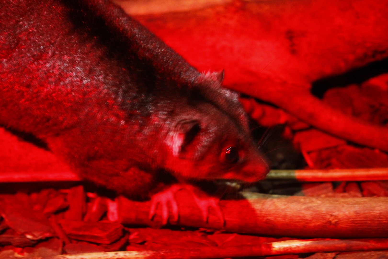 New Guinea ground cuscus (Phalanger gymnotis leucippus)