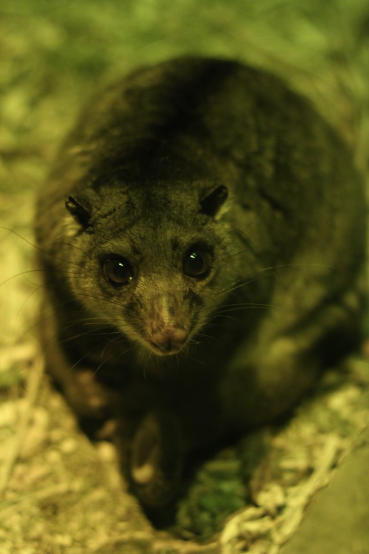 New Guinea ground cuscus (Phalanger gymnotis leucippus)