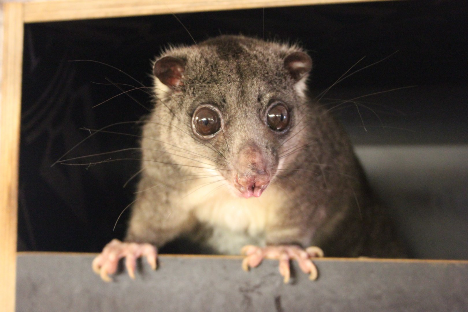 New Guinea ground cuscus (Phalanger gymnotis leucippus)