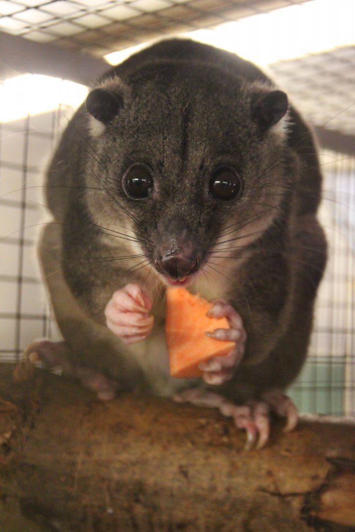 New Guinea ground cuscus (Phalanger gymnotis leucippus)