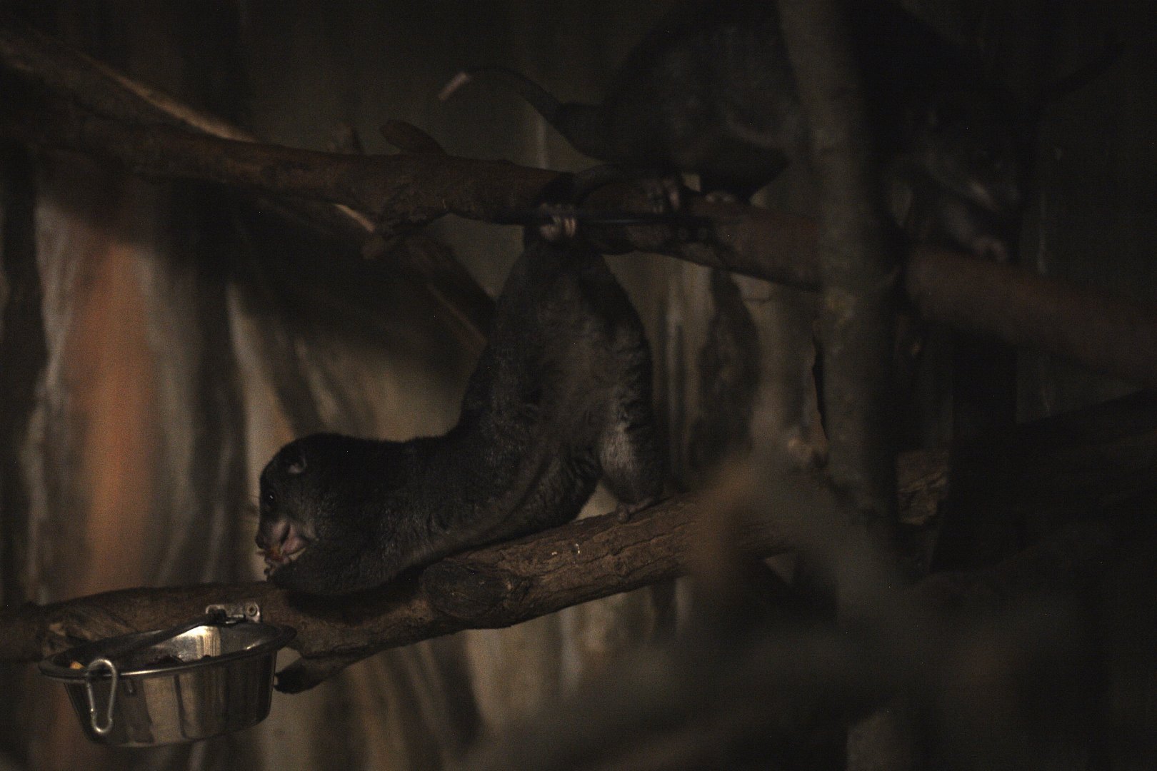 New Guinea ground cuscus (Phalanger gymnotis leucippus)