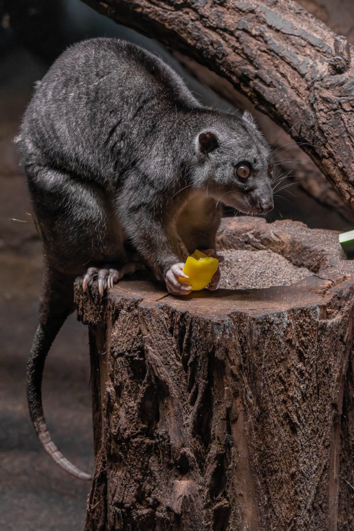 New Guinea ground cuscus (Phalanger gymnotis leucippus)