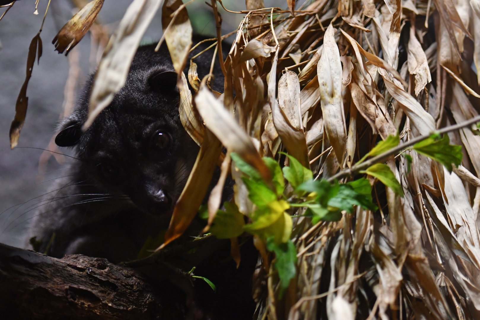 New Guinea ground cuscus Phalnager gymnotis