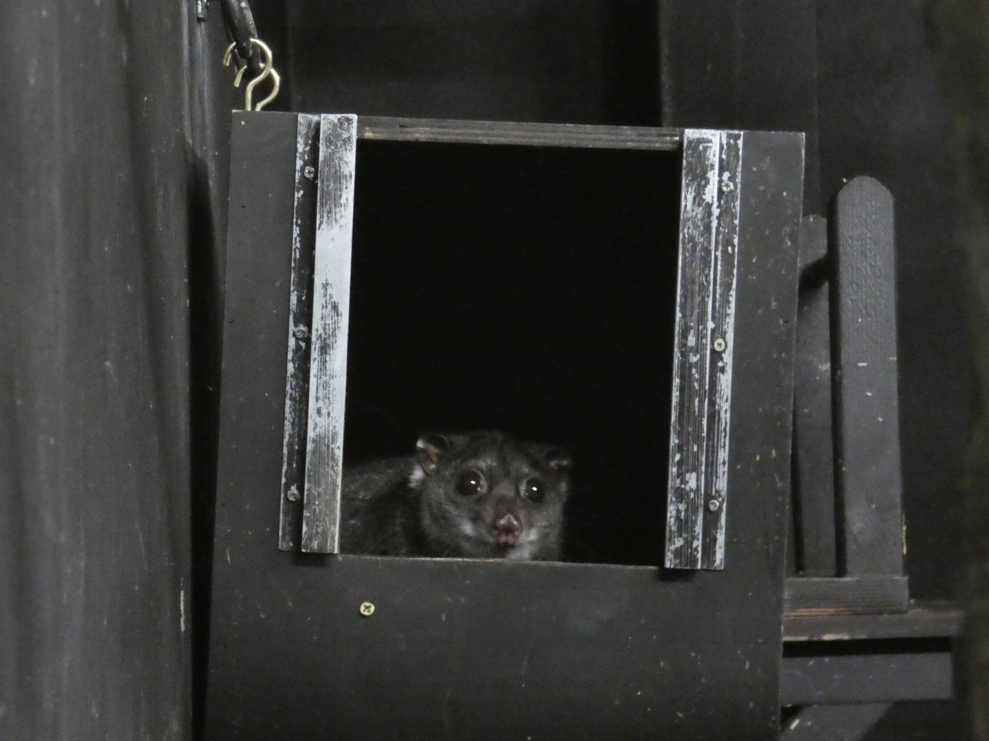 New Guinea Ground Cuscus