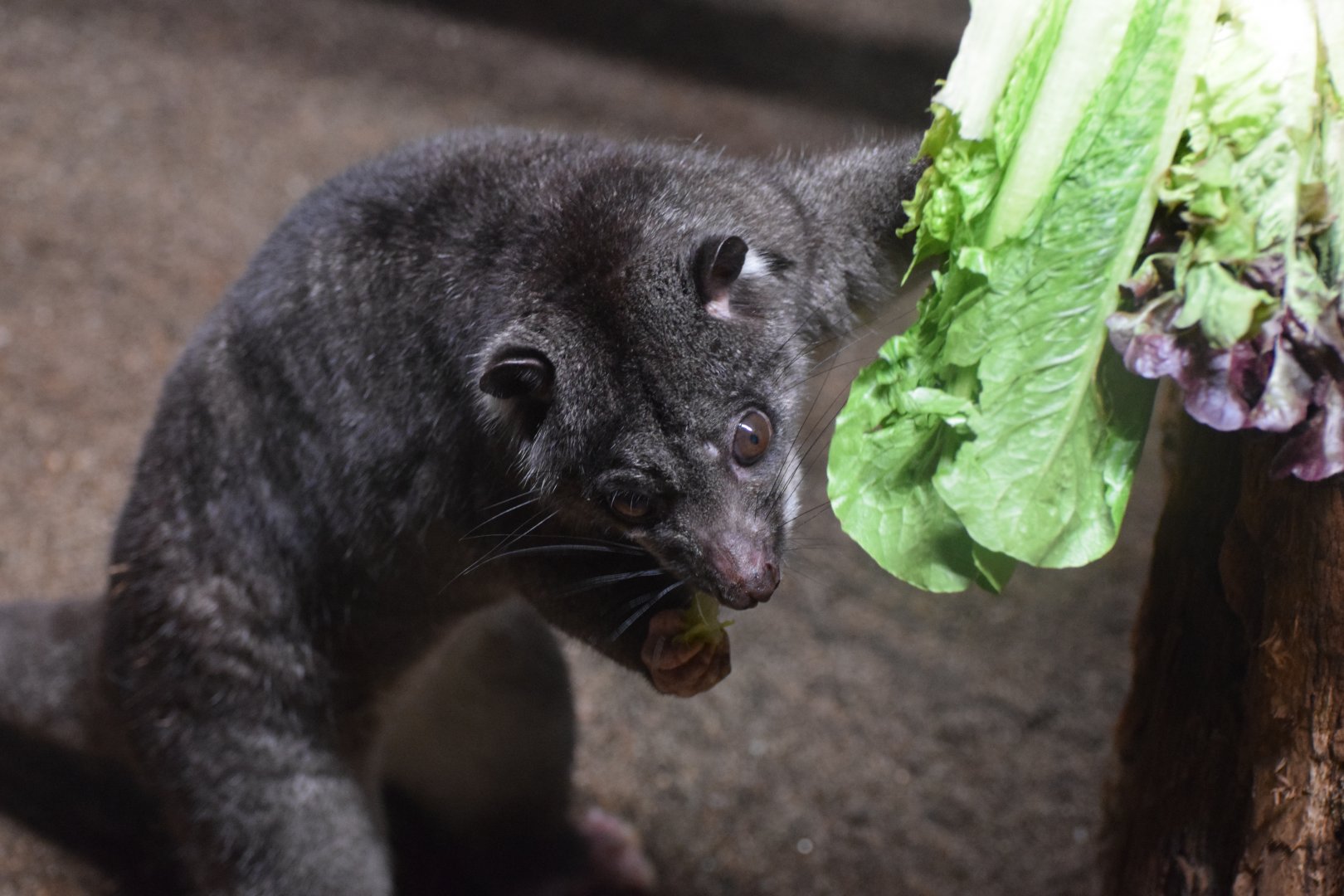 New Guinea ground cuscus