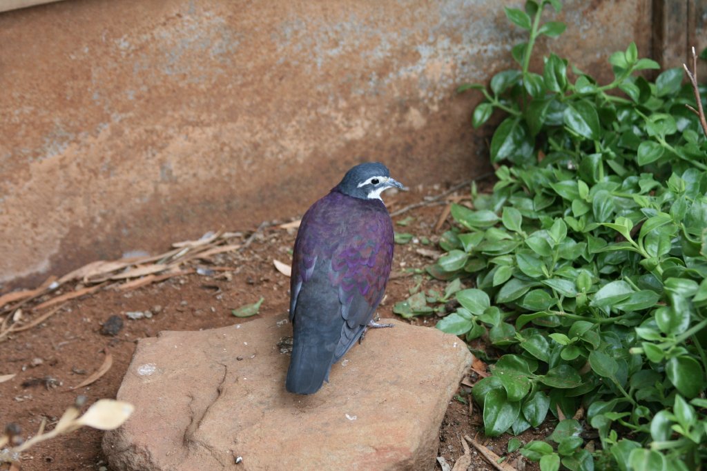 New Guinea Ground Dove