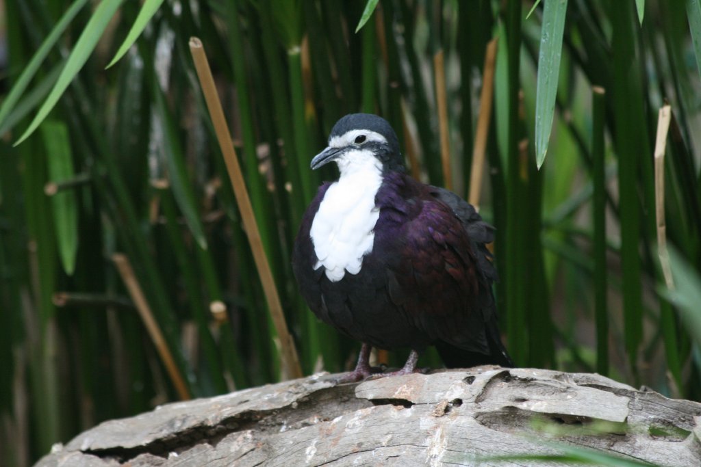 New Guinea Ground Dove