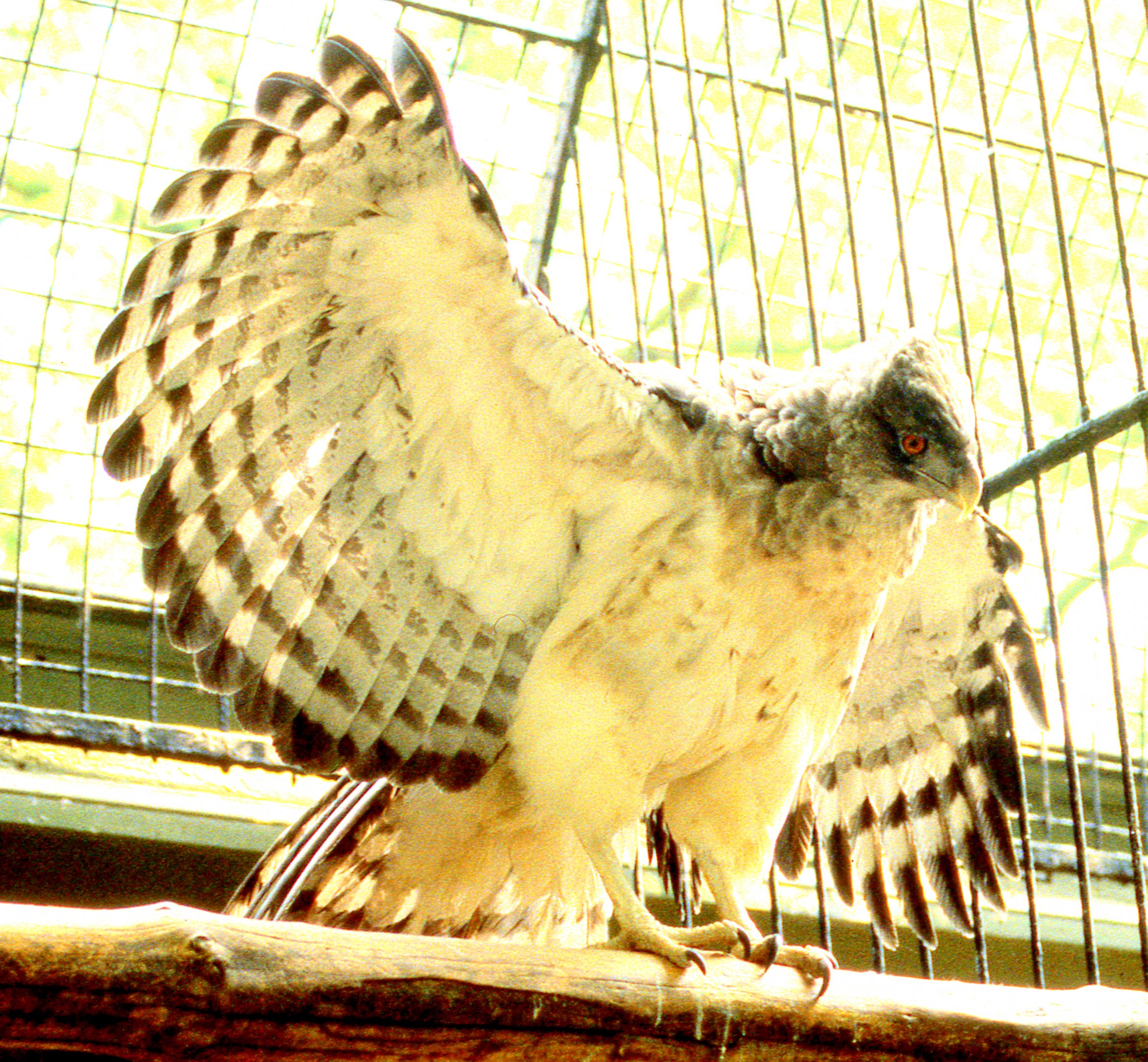 New Guinea harpy eagle; Antwerp; 1990