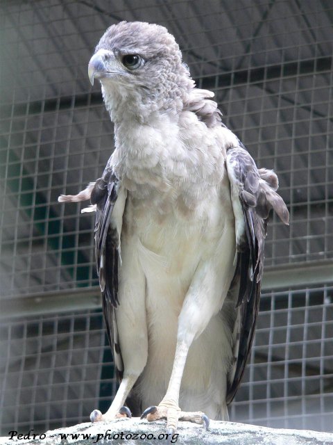 New-Guinea harpy eagle (Harpyopsis novaeguineae)