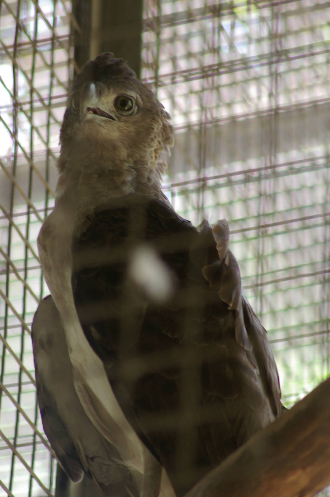 New Guinea harpy eagle (Harpyopsis novaeguineae)