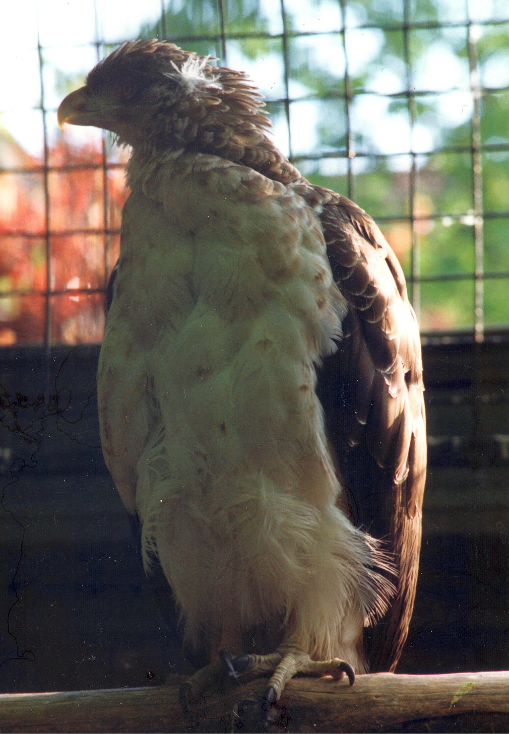 New Guinea Harpy Eagle