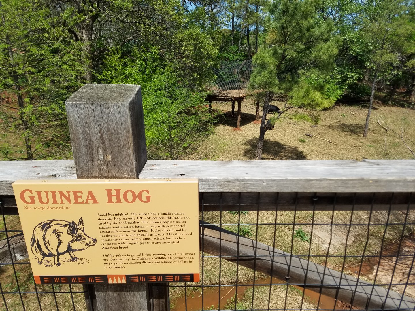 New Guinea Hog Exhibit