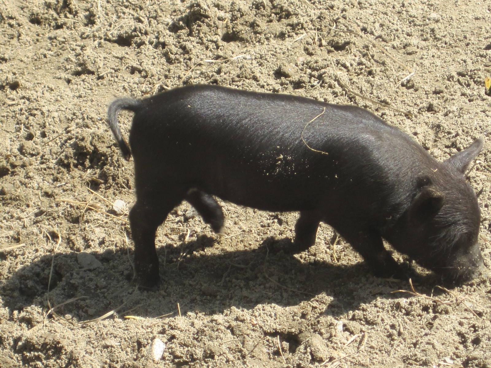 New Guinea Hog Piglet