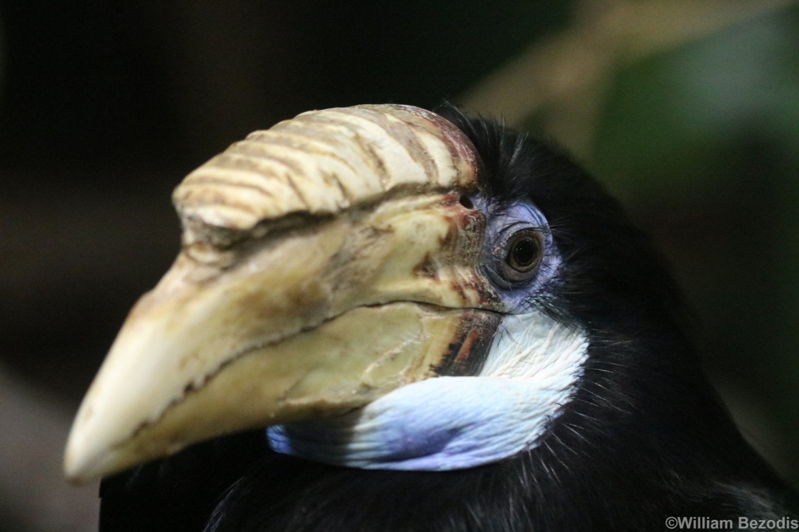 New Guinea Hornbill